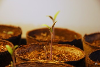 Tomato Seedlings